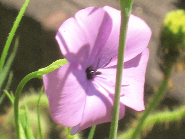 RMZmE'rXJA'(Sileno coeli-rosa cv.)