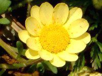 NTZ}E`R[(Chrysanthemum multicaule)