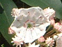J~AEeBtHA(Kalmia latifolia)