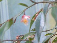 JA 'GiEJXP[h'(Camellia'Elina Cascade')