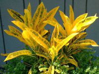 NgEoGKc(Croton variegatum)
