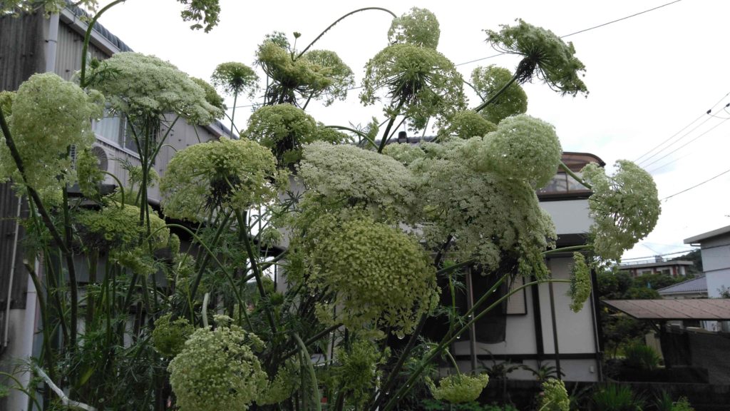 人参の花の写真