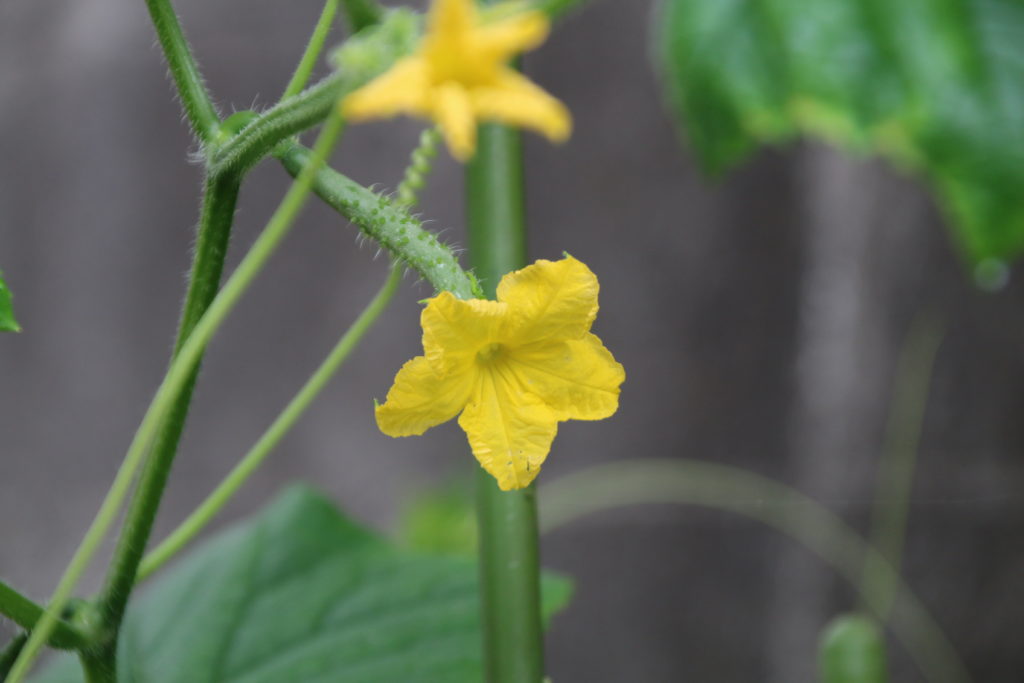 キュウリの花の写真