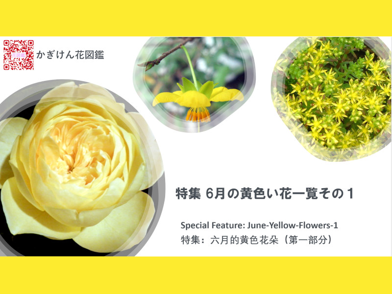 特集　6月の黄色い花一覧その１