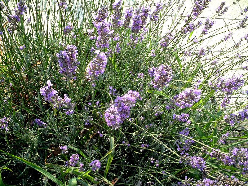 イングリッシュラベンダー English Lavender かぎけんweb