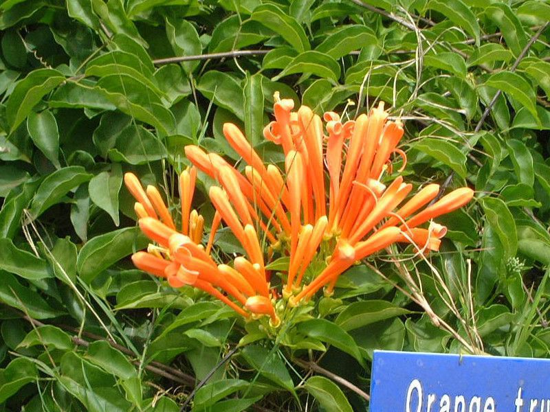 常夏のマウイ島で咲いていた木の花 かぎけんweb