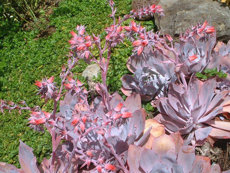 エケベリア・カンテ（Echeveria cante)【かぎけんWEB】