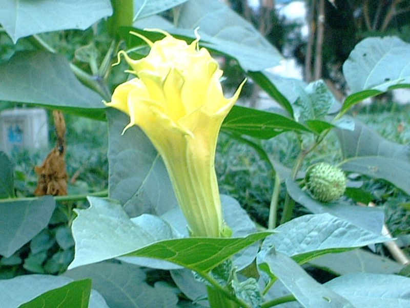 ダツラ Datura かぎけんweb