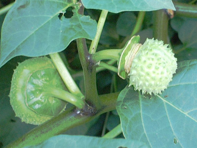 ダツラ Datura かぎけんweb