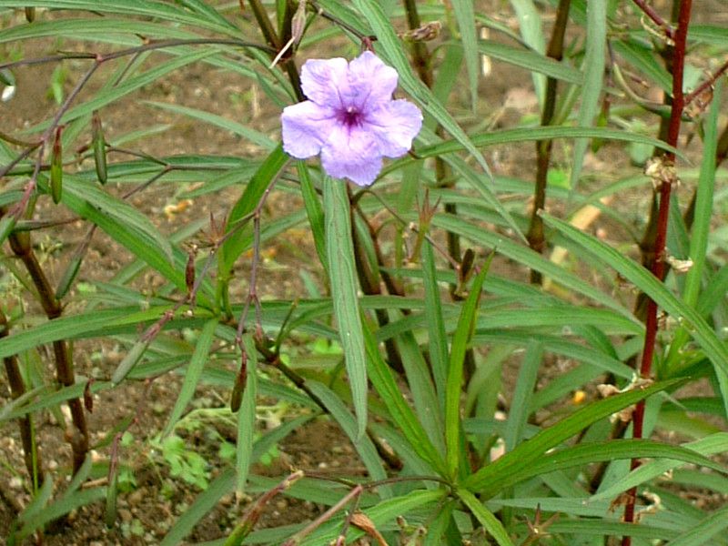 柳葉ルイラ草（Ruellia simplex）