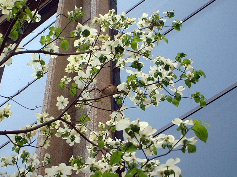 ハナミズキ 花水木 かぎけんweb