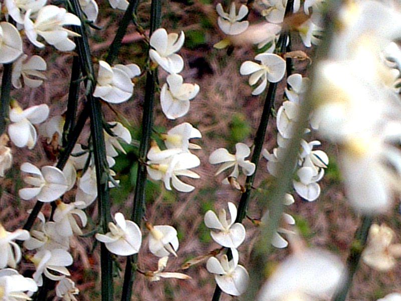 シロバナエニシダ 白花金雀枝 かぎけんweb