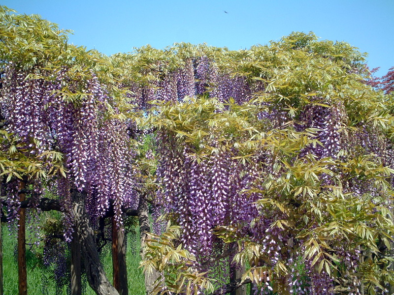 4月の花 7 02年4月29日 佐野あしかがフラワーパーク かぎけんweb