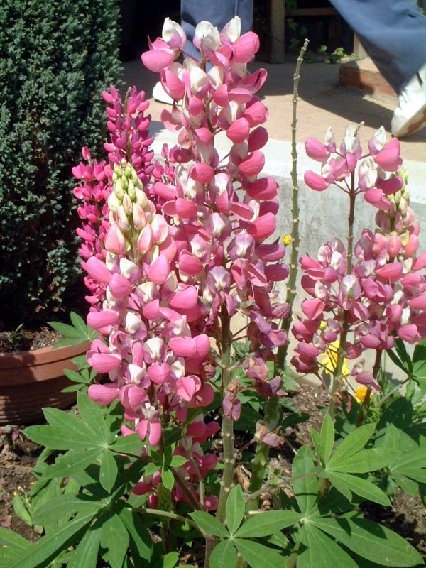 siX(Lupinus)