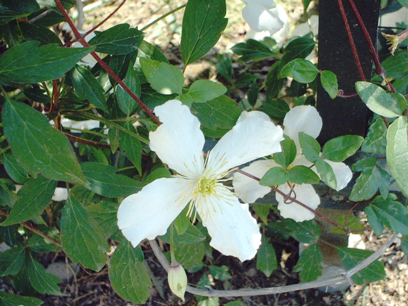 N}`X(Clematis)