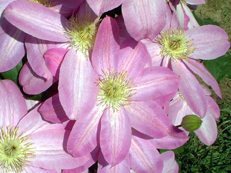 N}`X(clematis)