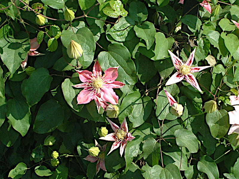 N}`X(clematis)