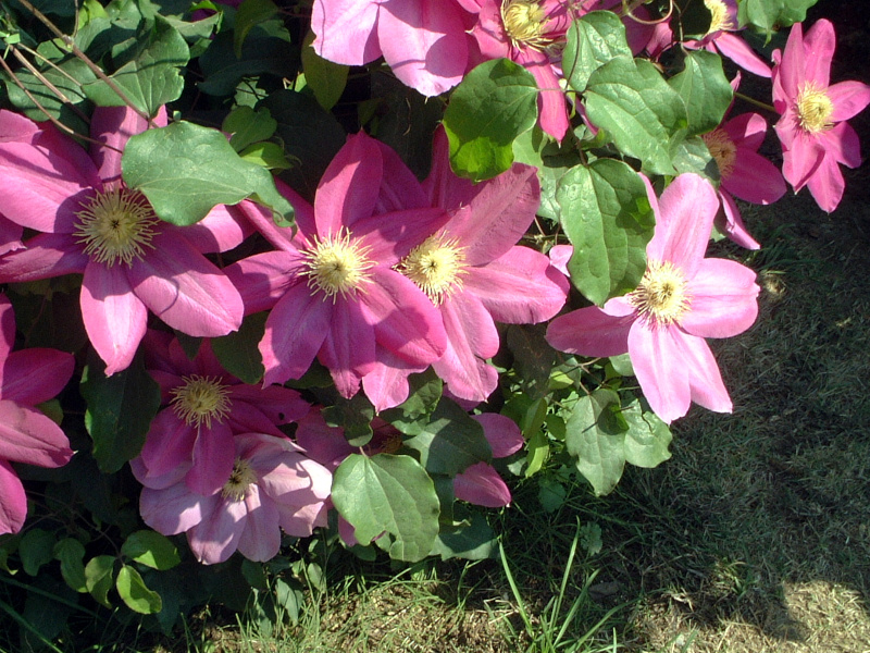 N}`X(Clematis)