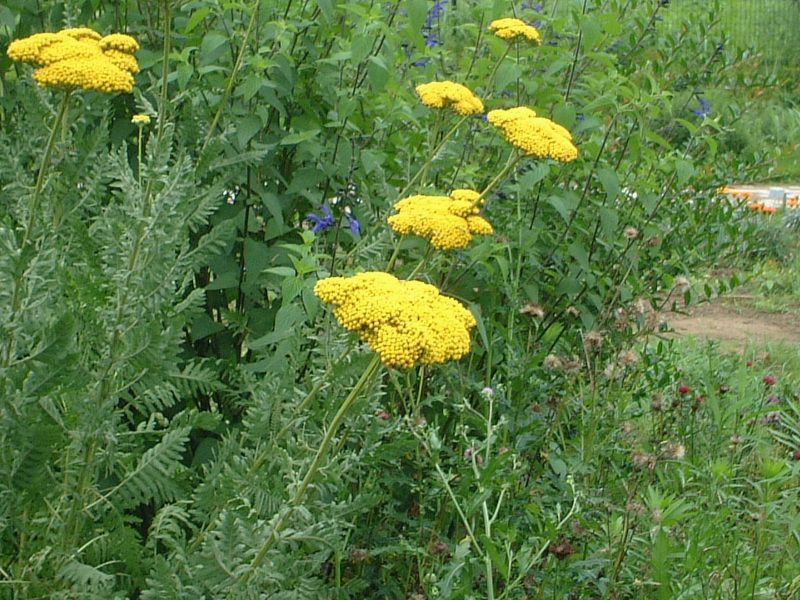 アキレア Achillea ヤロウ Yarrow かぎけんweb