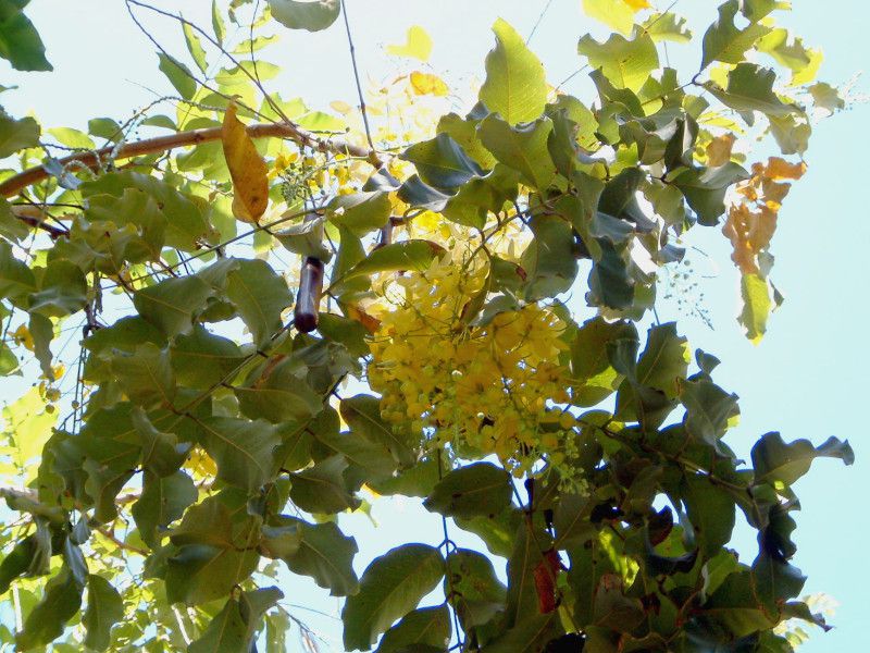 ゴールデンシャワー ツリー Golden Shower Tree かぎけんweb