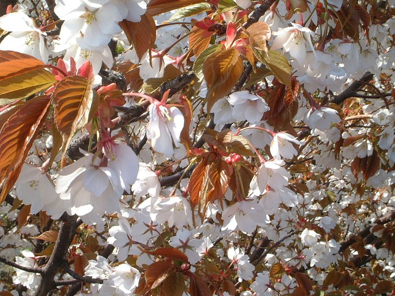 ヤマザクラ 山桜 かぎけんweb