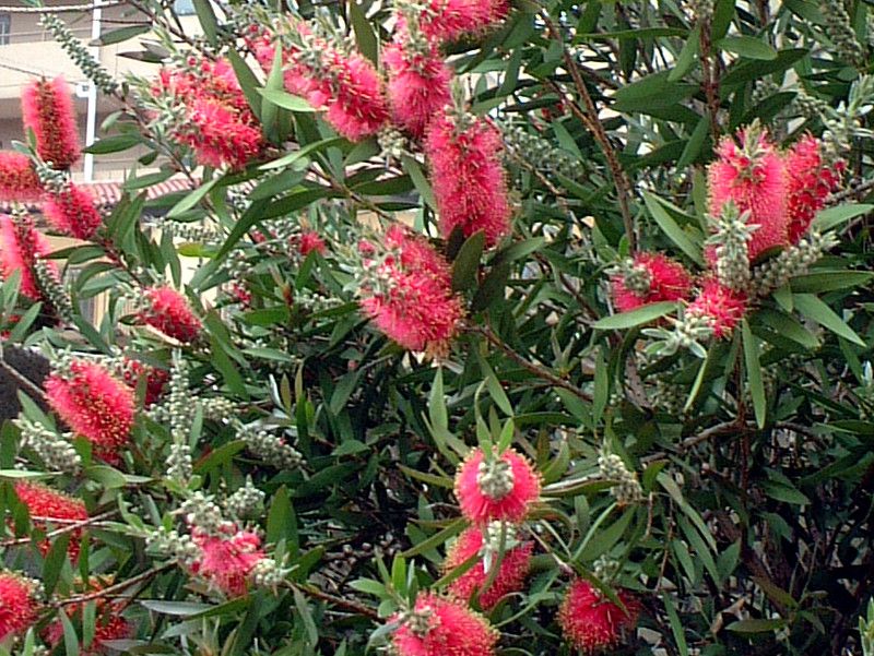 カリステモン Callistemon かぎけんweb