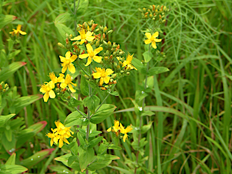 野生草木図鑑（野草・山野草図鑑）【かぎけんWEB】