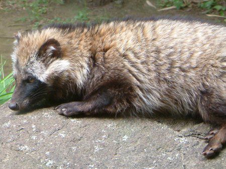 ホンドタヌキ 本土狸 かぎけんweb