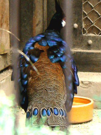 パラワン コクジャク Palawan Ppeacock かぎけんweb