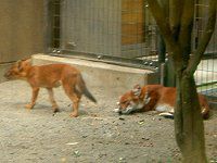 ドール Dhole かぎけんweb