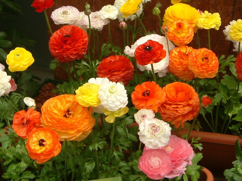 ラナンキュラス Ranunculus かぎけんweb