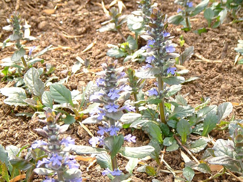 花博の花 150 アジュガ Ajuga 04年4月