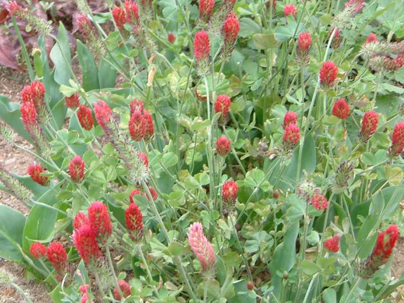 クリムソン・クローバー'ストロベリー・キャンドル'(Crimson clover