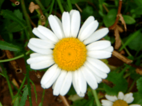 フランスギク France菊 かぎけんweb