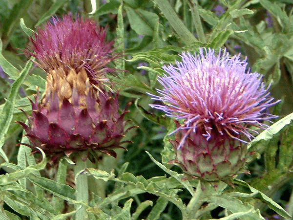 アーティチョーク Artichoke かぎけんweb