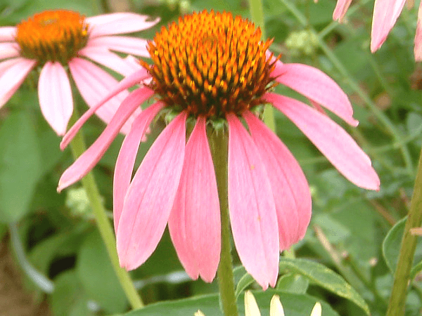 エキナセア プルプレア Echinacea Purpurea かぎけんweb