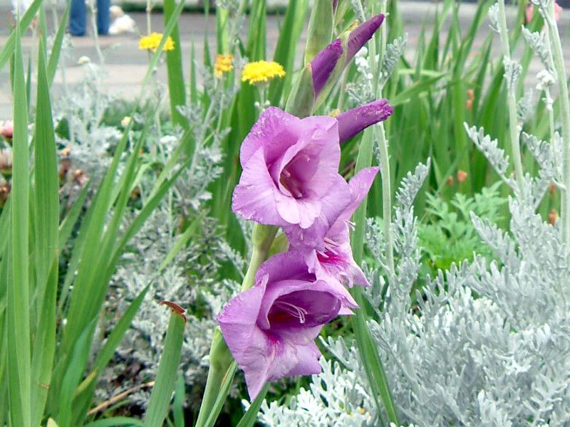 グラジオラス(Gladiolus)
