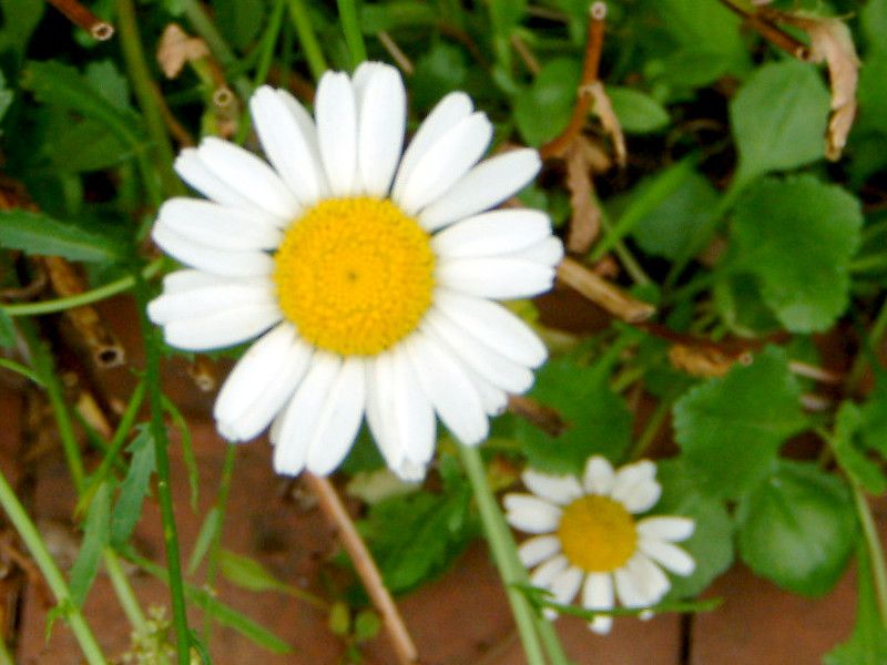 フランスギク（France菊、Leucanthemum vulgare）