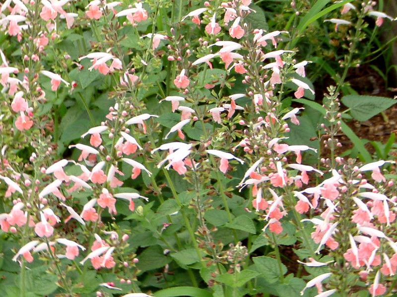 フルーツセージ（fruit sage、学名：Salvia dorisiana）