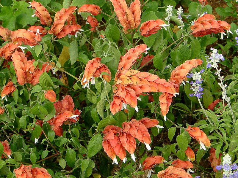 Shrimp Plant (Justicia brandegeeana)