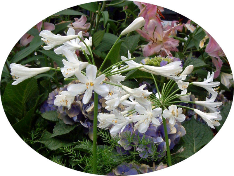 White flower variety Agapanthus ‘White Ice’