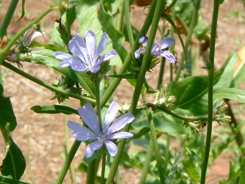 チコリの花