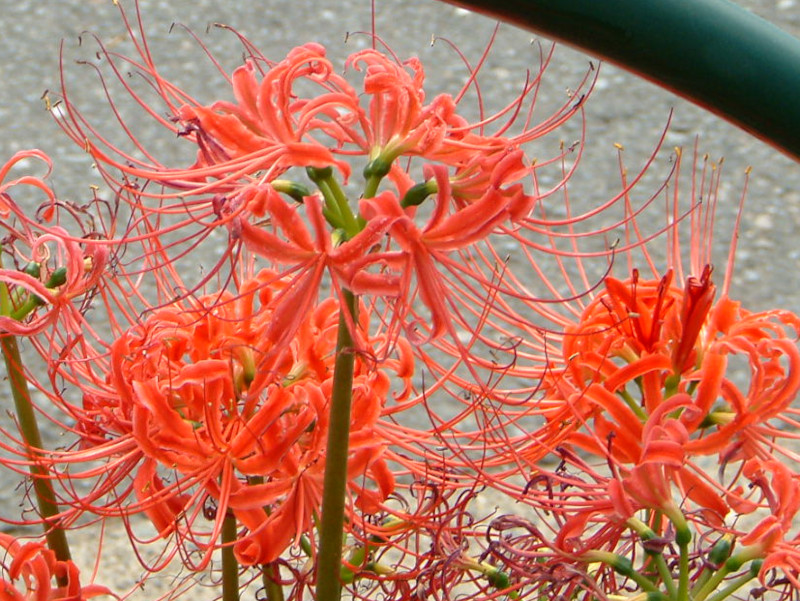 石蒜（学名：Lycoris radiata）