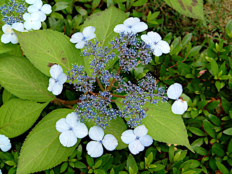 ガクアジサイ（額紫陽花、学名：Hydrangea macrophylla f. normalis）