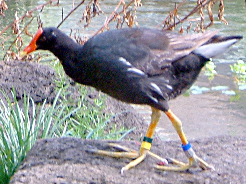 バン Hawaiian Moorhen かぎけんweb