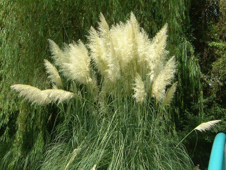 パンパスグラス Pampas Grass かぎけんweb