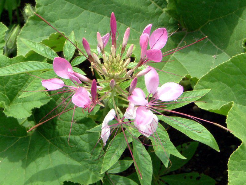 北海道の花 2 06年10月 かぎけんweb