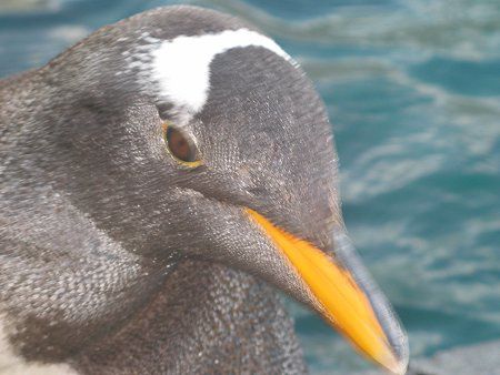 ジェンツーペンギン Gentoo Penguin かぎけんweb