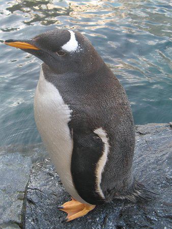 ペンギン Penguin かぎけんweb