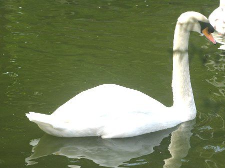 鳥のスワン（コブ白鳥 ）